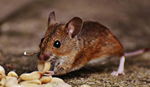 24 Hour & Emergency Exterminators in Arapahoe, CO